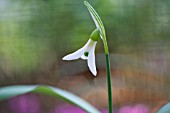 GALANTHUS KRASNOVII