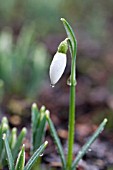 GALANTHUS S. ARNOTT