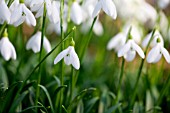 GALANTHUS LAGODECHIANUS