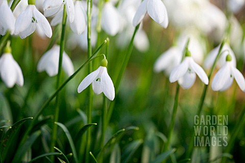 GALANTHUS_LAGODECHIANUS