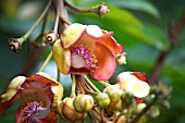 COUROUPITA GUIANENSIS (CANNONBALL TREE) FLOWERING