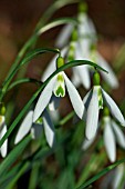 GALANTHUS WASP