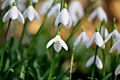 GALANTHUS LAGODECHIANUS