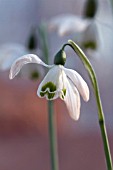 GALANTHUS NIVALIS GALATEA