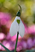 GALANTHUS IRARIAE