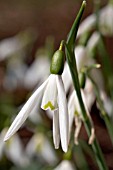 GALANTHUS REV HAILSTONE