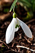 GALANTHUS BILL BISHOP