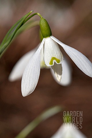 GALANTHUS_THE_APOTHECARY
