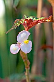 BEGONIA ACONITEOSIA