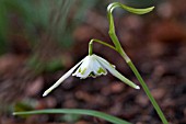 GALANTHUS WALRUS