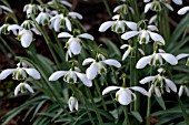 GALANTHUS CORDELIA