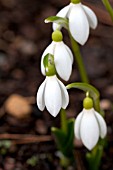 GALANTHUS NIVALIS ATKINSII