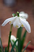 GALANTHUS LADY ELPHINSTONE