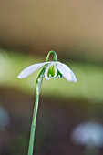 GALANTHUS OPHELIA