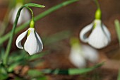 GALANTHUS GRACILIS