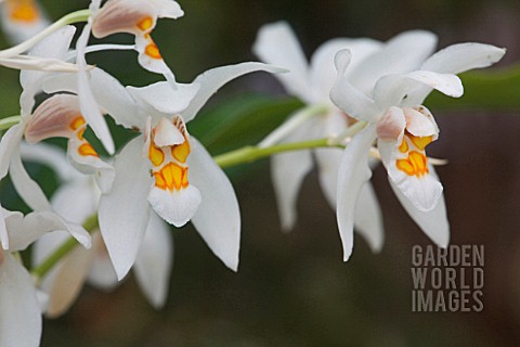 COELOGYNE_CORYMBOSA