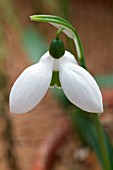 GALANTHUS IKARIAE