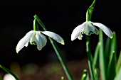 GALANTHUS MILLENIUM