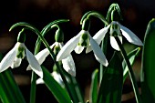 GALANTHUS FREDS GIANT