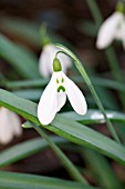 GALANTHUS EDINBURGH KETTON