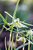 GALANTHUS WALRUS