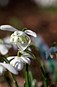 GALANTHUS NIVALIS MAJOR PAM