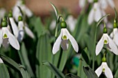 GALANTHUS ROWALLANE