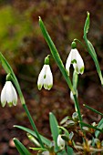 GALANTHUS NIVALIS SCHARLOKII GROUP