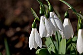 GALANTHUS HILARY PURKISS