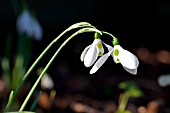 GALANTHUS CHELSWORTH MASNET