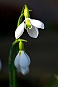 GALANTHUS ERWAY