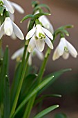 GALANTHUS NIVALIS GREEN TIPS