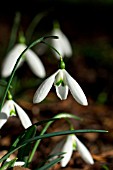 GALANTHUS LITTLE BEN