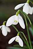 GALANTHUS NOTHING SPECIAL