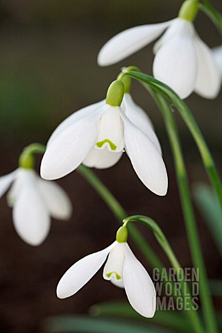 GALANTHUS_NOTHING_SPECIAL