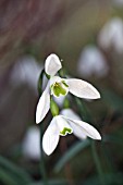 GALANTHUS SIBBERTTOFT MANOR