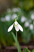 GALANTHUS COLOSSUS