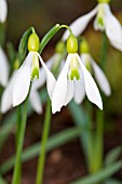 GALANTHUS DING DONG