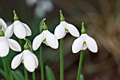 GALANTHUS EX HERBERT RANSOME