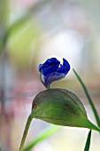 COMMELINA DIANTHIFOLIA