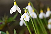 GALANTHUS PRIMROSE WARBURG