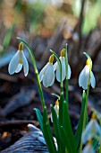 GALANTHUS NIVALIS RAY COBB