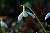 GALANTHUS SANDERSII