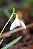 GALANTHUS YELLOW EX ANGUS