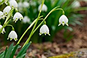 LEUCOJUM VERNUM VAR.CARPATHICUM