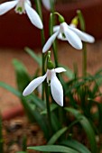 GALANTHUS TRANSCAUCASICUS