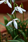 GALANTHUS TRANSCAUCASICUS