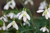 GALANTHUS LAPWING