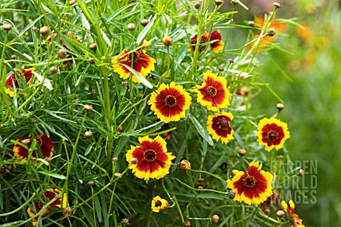 COREOPSIS_CALUROSA