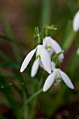 GALANTHUS VERNALIS